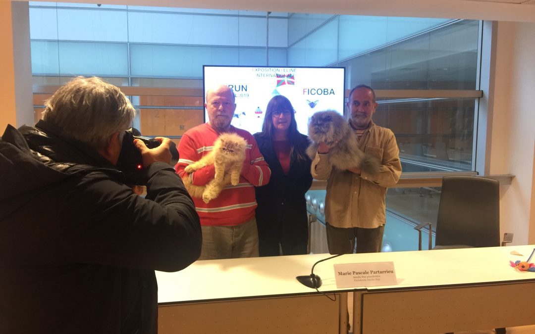 Más de 250 gatos se reunirán en Ficoba en la XIII Exposición Internacional Felina
