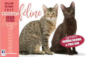 Les chats prennent le dessus sur Ficoba ce week-end