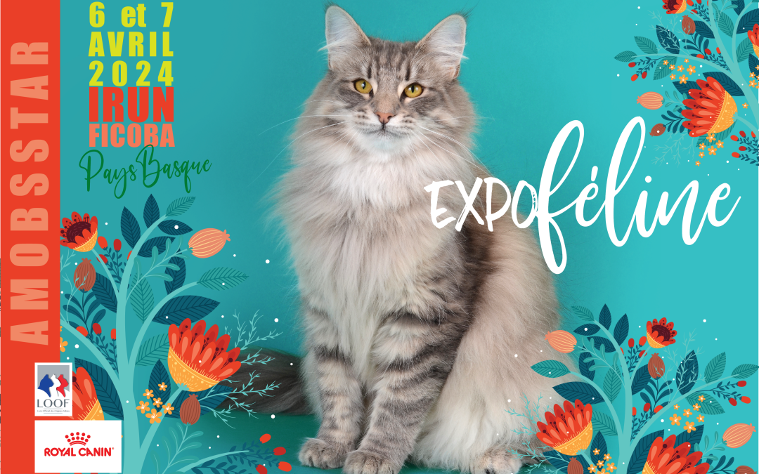 XVII Edición de la Exposición Internacional Felina en Ficoba: descubre la belleza y la elegancia de los mejores ejemplares