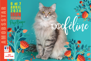 XVII Edición de la Exposición Internacional Felina en Ficoba: descubre la belleza y la elegancia de los mejores ejemplares