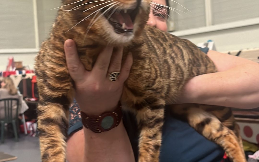 La Exposición Internacional Felina celebra su XVIII edición en Ficoba