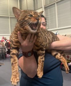 La Exposición Internacional Felina celebra su XVIII edición en Ficoba
